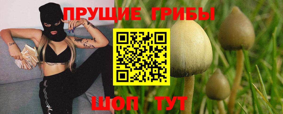 Знаменск  Галлюциногенные грибы Psilocybe  Вход с VPN 